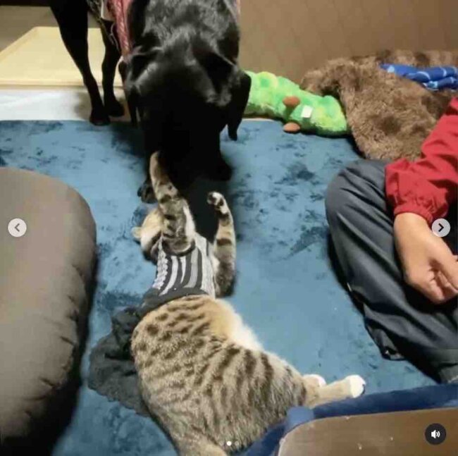 ラブラドールレトリーバー,動画