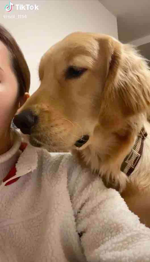 ゴールデンレトリーバー,動画