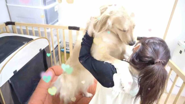 ゴールデンレトリーバー,動画