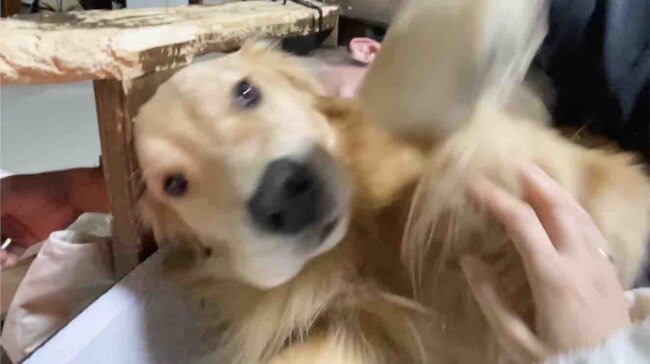 ゴールデンレトリーバー,動画