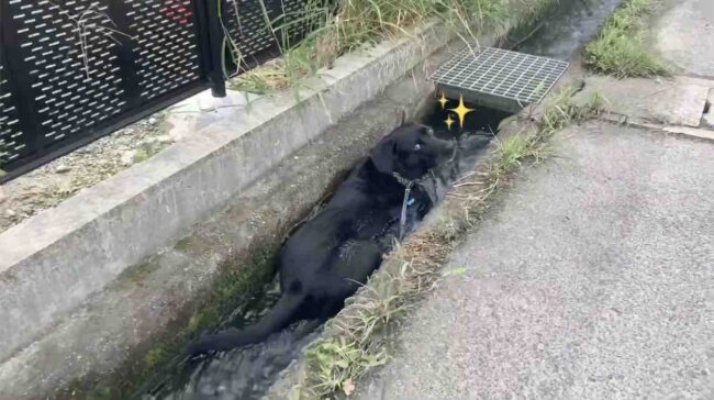 ラブラドールレトリーバー,動画