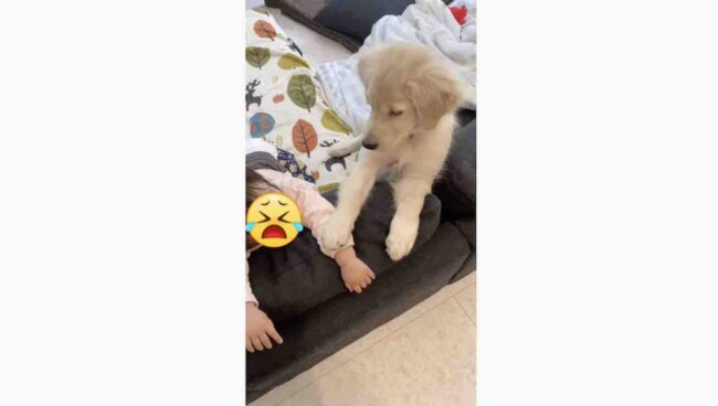 ゴールデンレトリーバー,動画