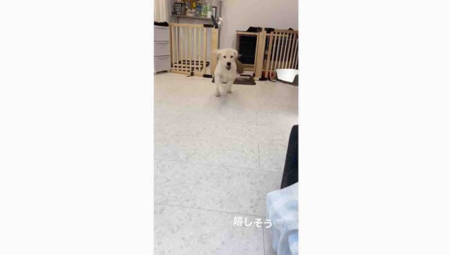 ゴールデンレトリーバー,動画