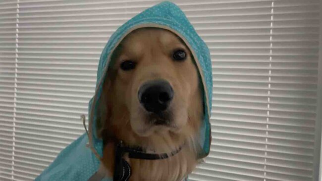 ゴールデンレトリーバー,動画