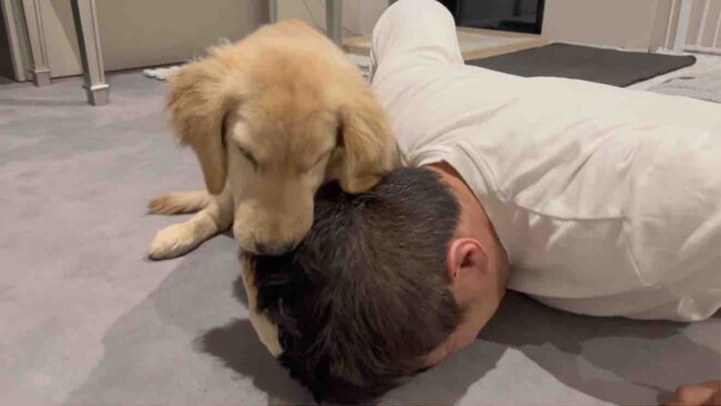 ゴールデンレトリーバー,動画