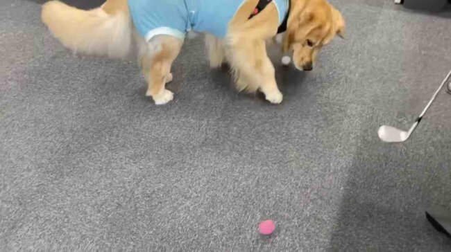 ゴールデンレトリーバー,動画