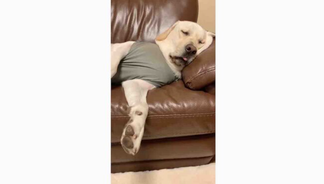 ラブラドールレトリーバー,動画