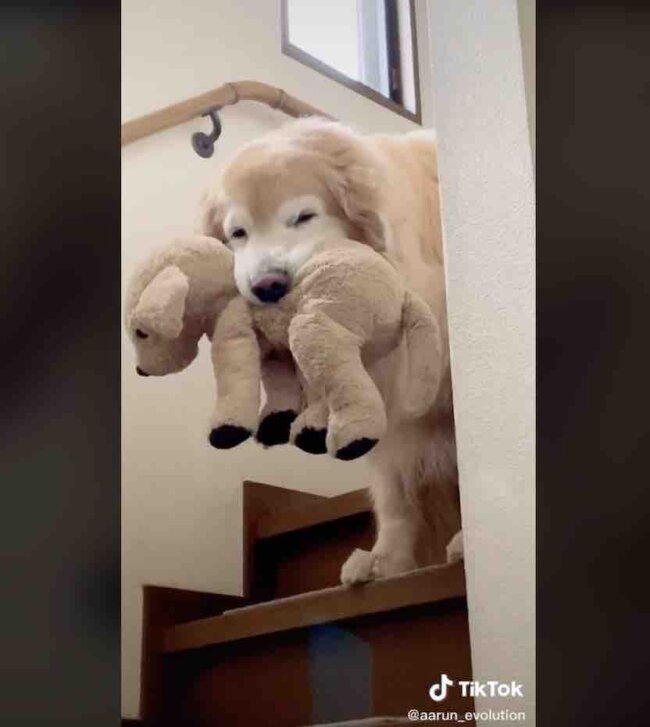 ゴールデンレトリーバー,動画