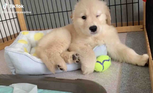 ゴールデンレトリーバー,動画