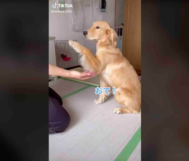 ゴールデンレトリーバー,動画