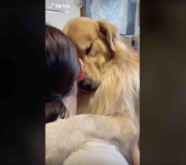 ゴールデンレトリーバー,動画