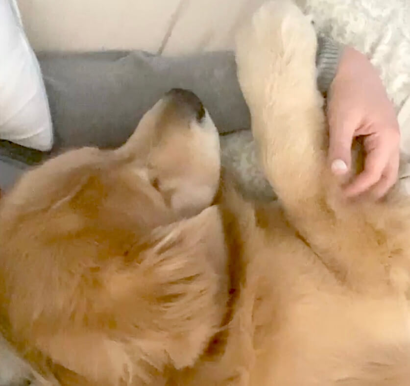 ゴールデンレトリーバー,動画