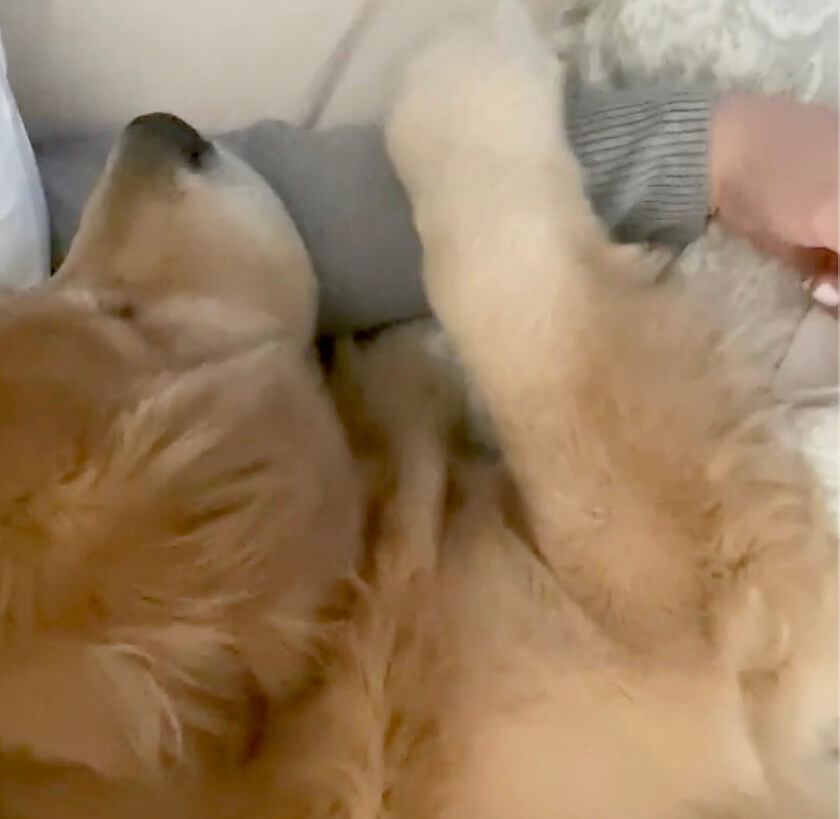 ゴールデンレトリーバー,動画