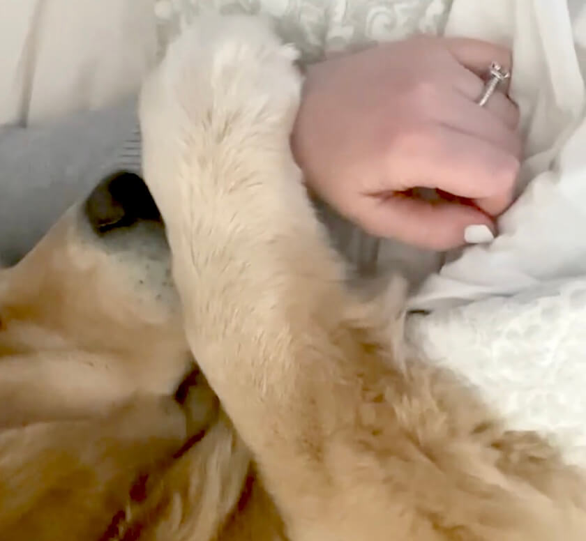 ゴールデンレトリーバー,動画