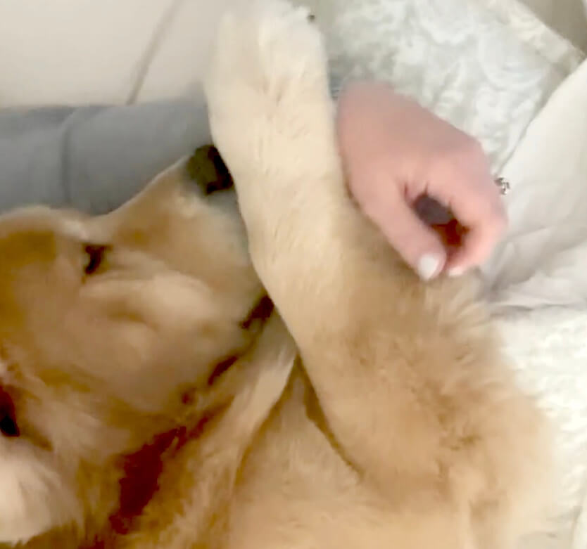 ゴールデンレトリーバー,動画