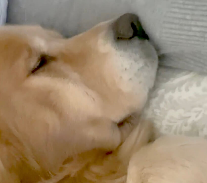 ゴールデンレトリーバー,動画