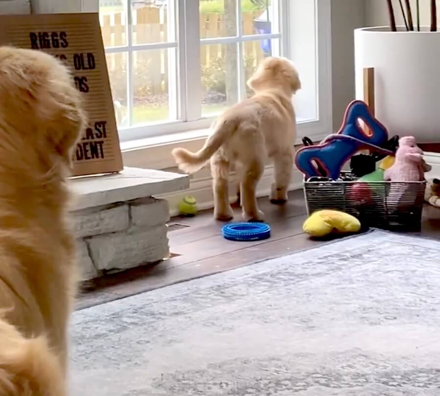 ゴールデンレトリーバー,動画