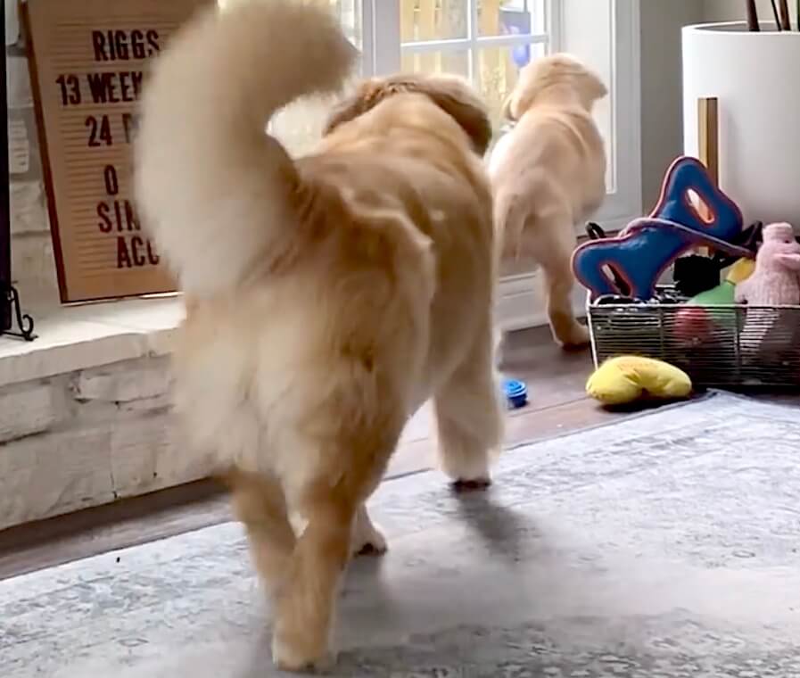 ゴールデンレトリーバー,動画