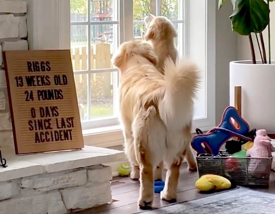 ゴールデンレトリーバー,動画