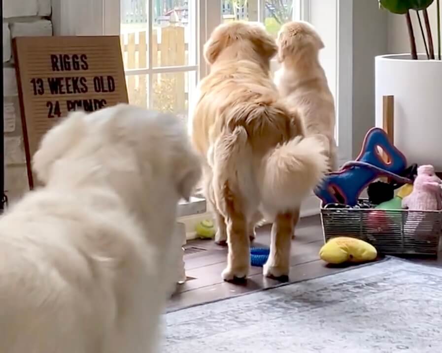 ゴールデンレトリーバー,動画