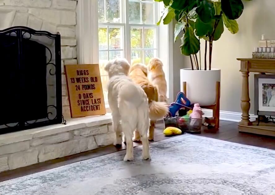 ゴールデンレトリーバー,動画