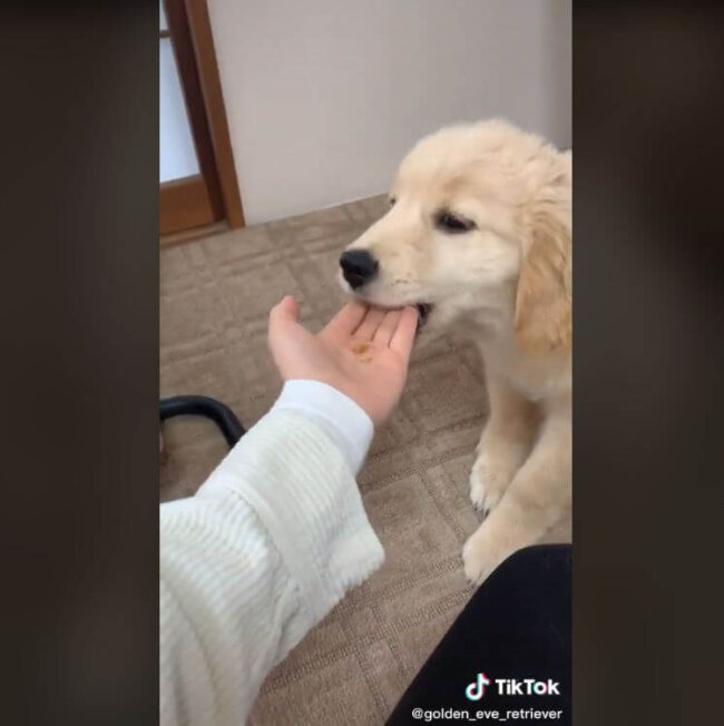 ゴールデンレトリーバー,動画