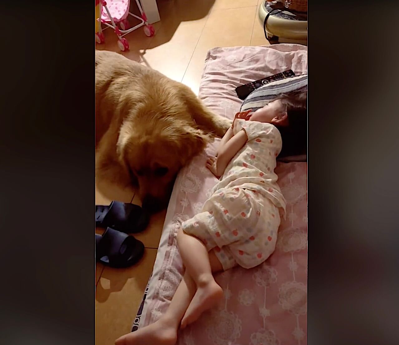 ゴールデンレトリーバー,動画