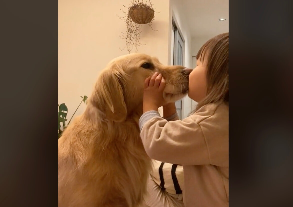 ゴールデンレトリーバー,動画