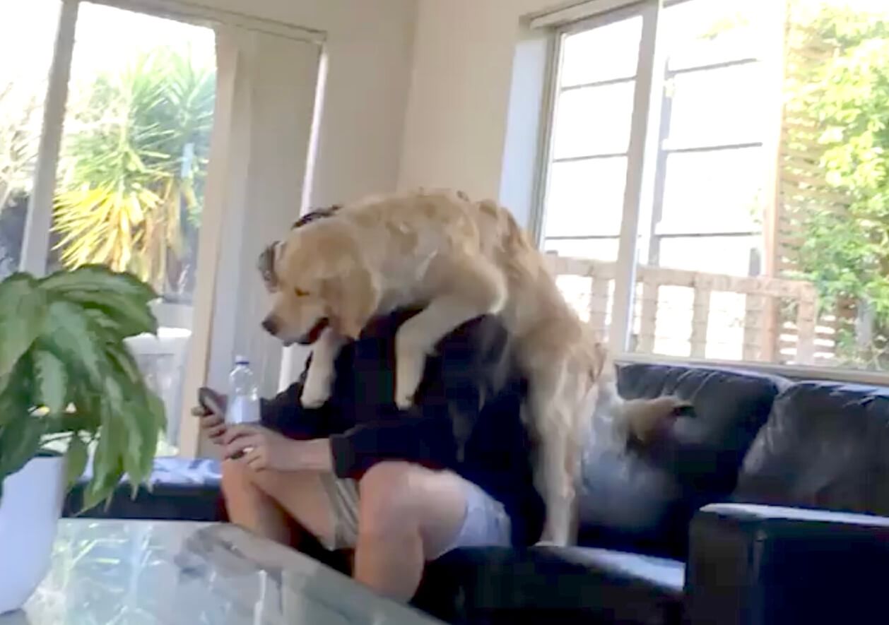 ゴールデンレトリーバー,動画