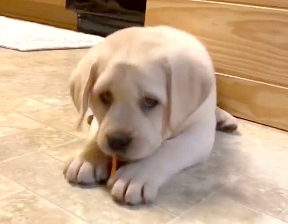 ラブラドールレトリーバー,動画