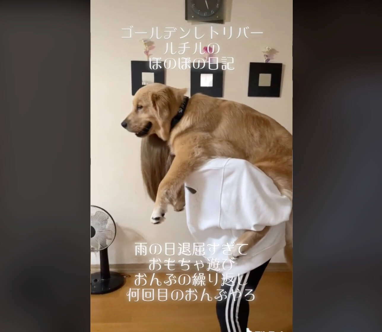 ゴールデンレトリーバー,動画