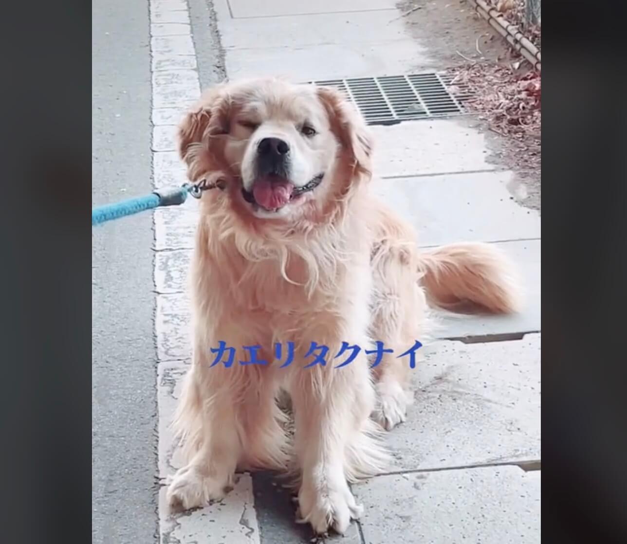 ゴールデンレトリーバー,動画