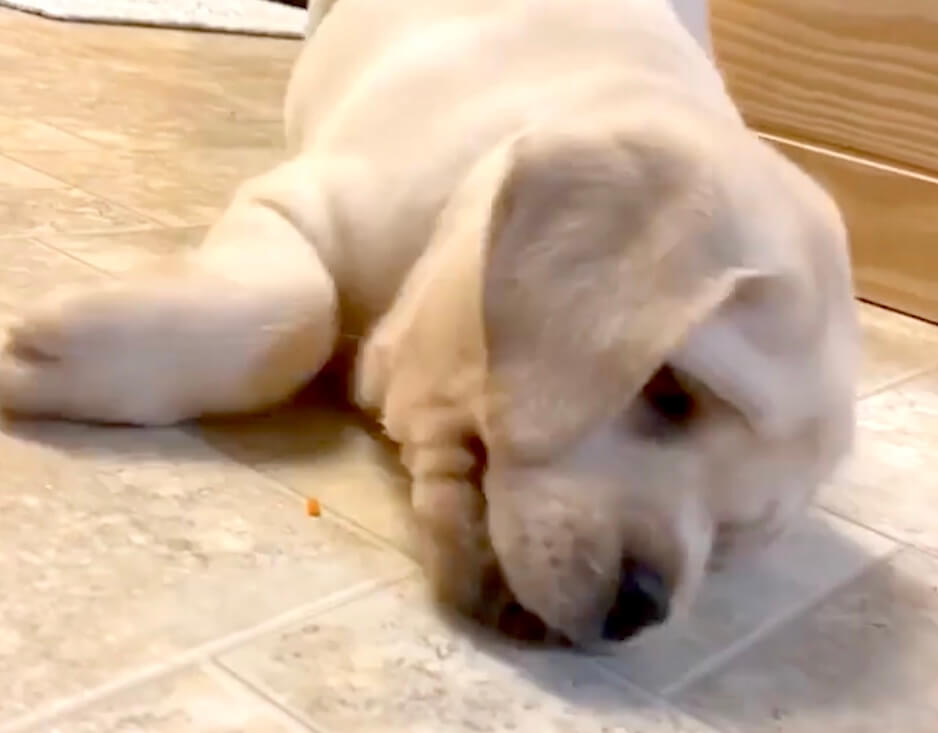 ラブラドールレトリーバー,動画