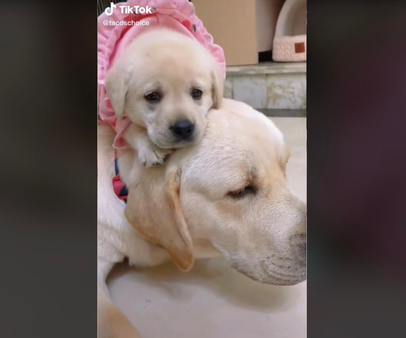 ラブラドールレトリーバー,動画