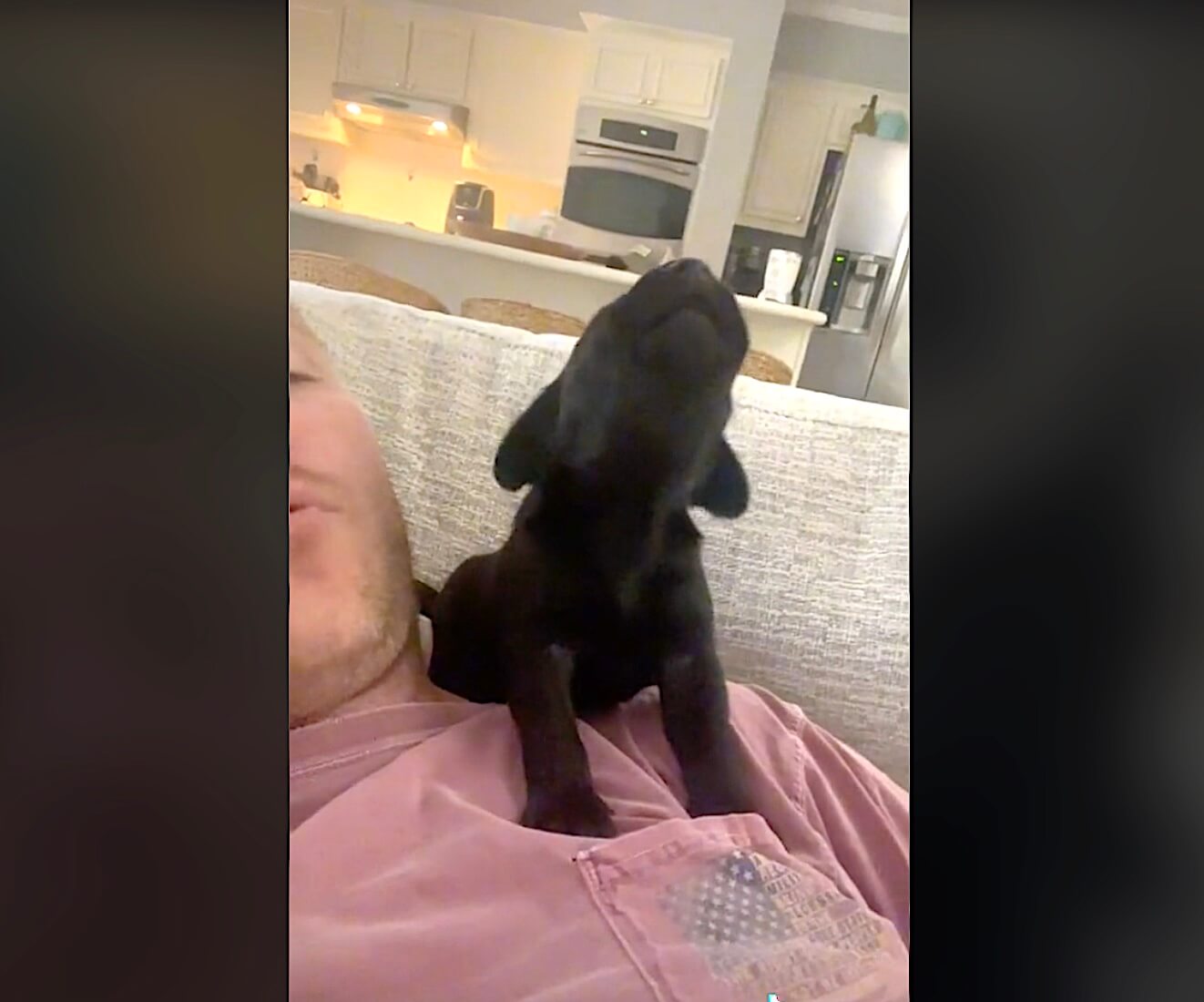 ラブラドールレトリーバー,動画