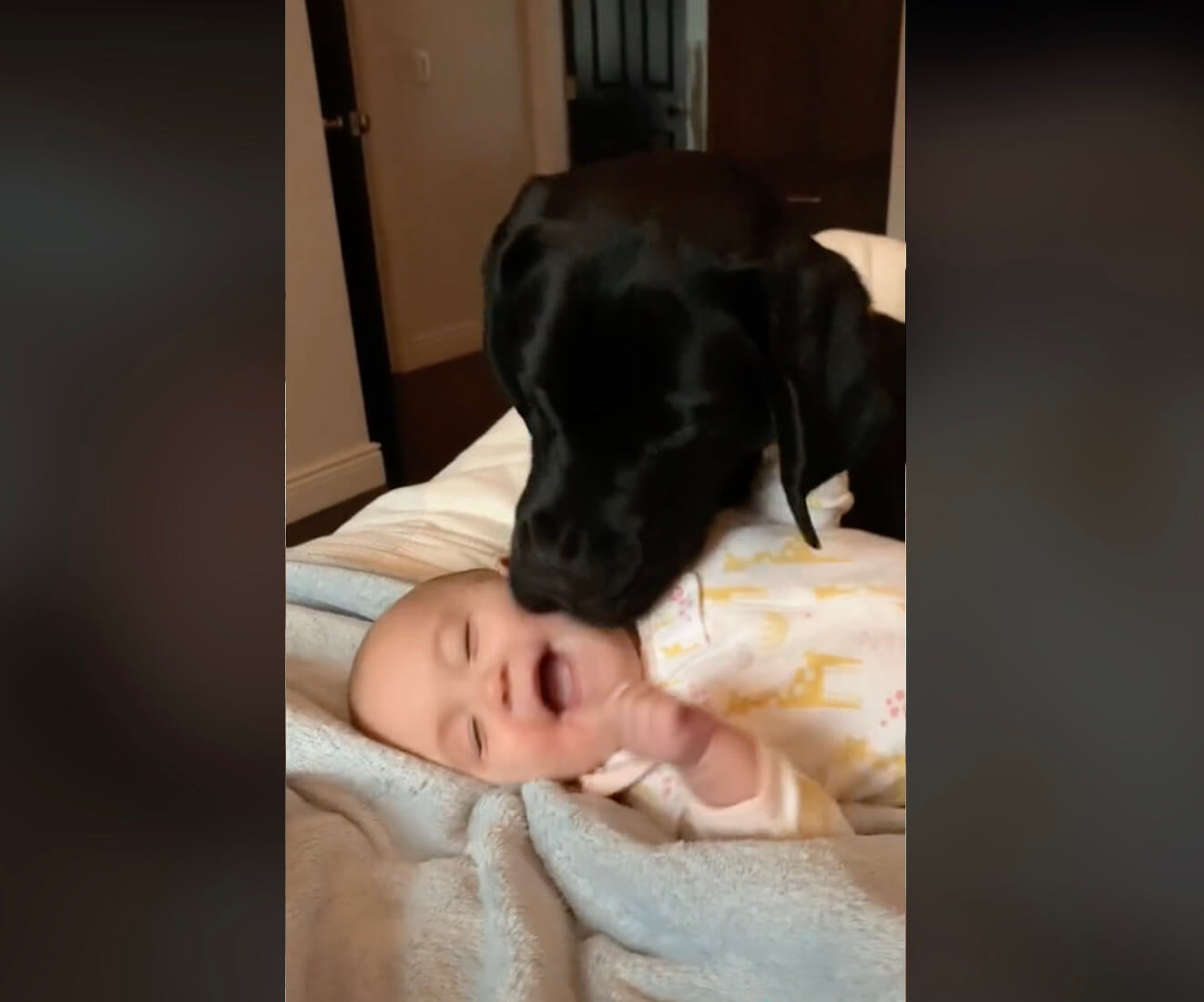 ラブラドールレトリーバー,動画