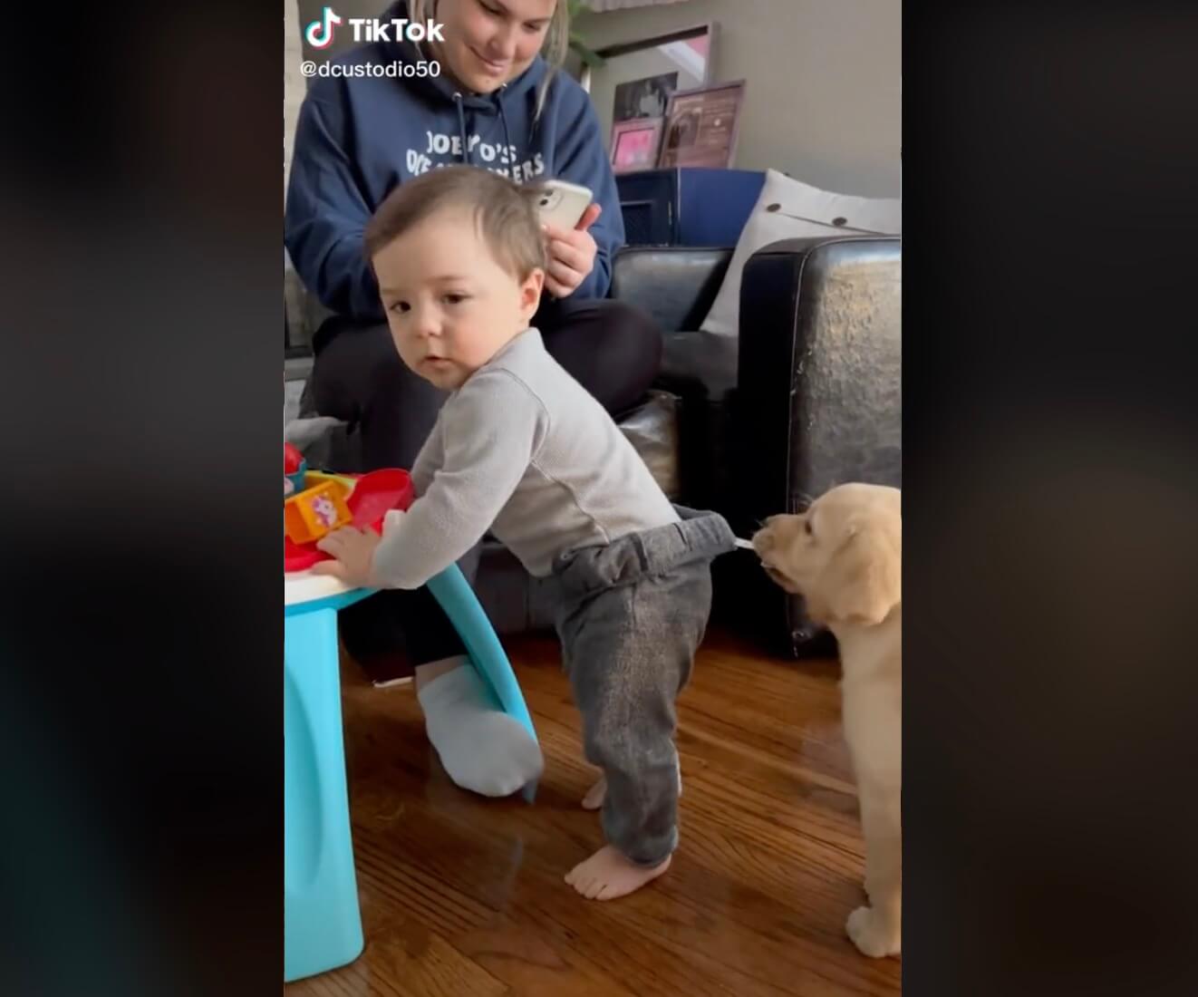 ラブラドールレトリーバー,動画