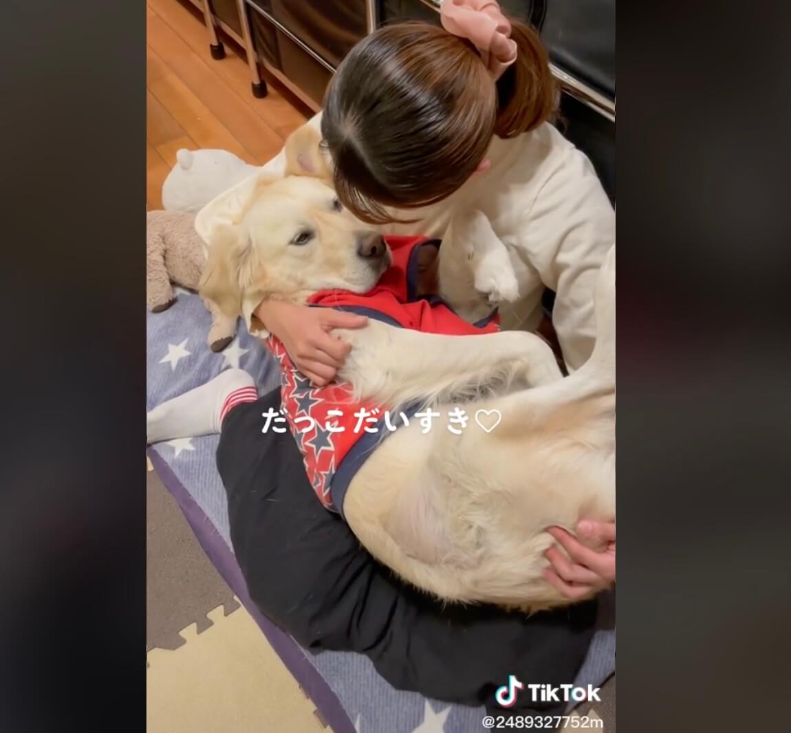 ゴールデンレトリーバー,動画