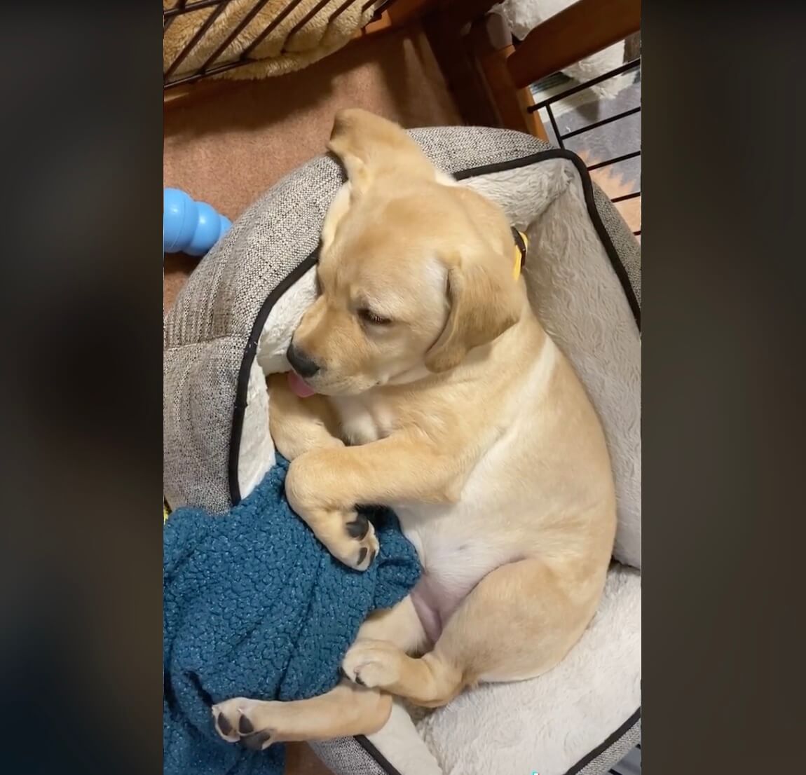 ラブラドールレトリーバー,動画