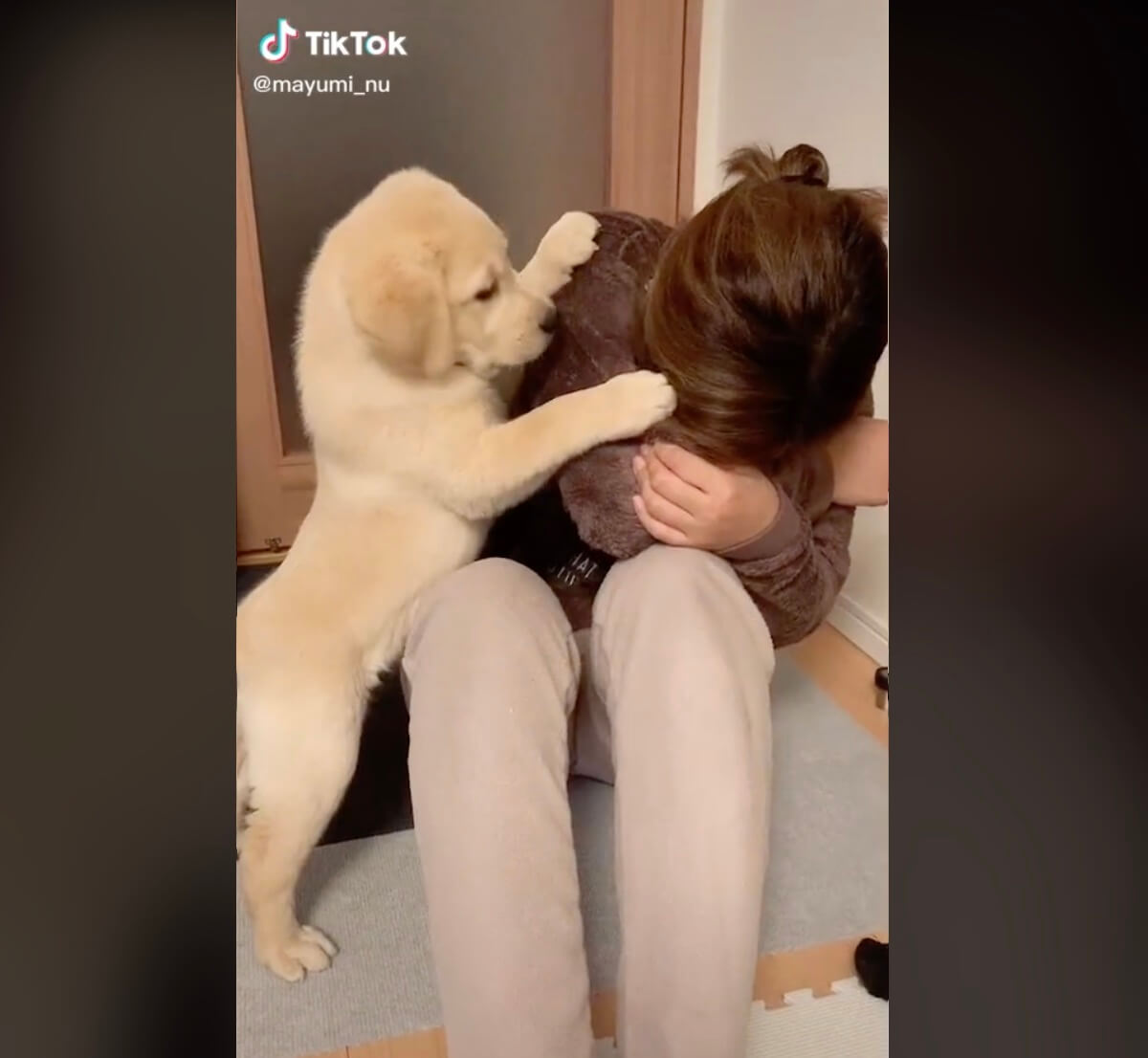 ラブラドールレトリーバー,動画