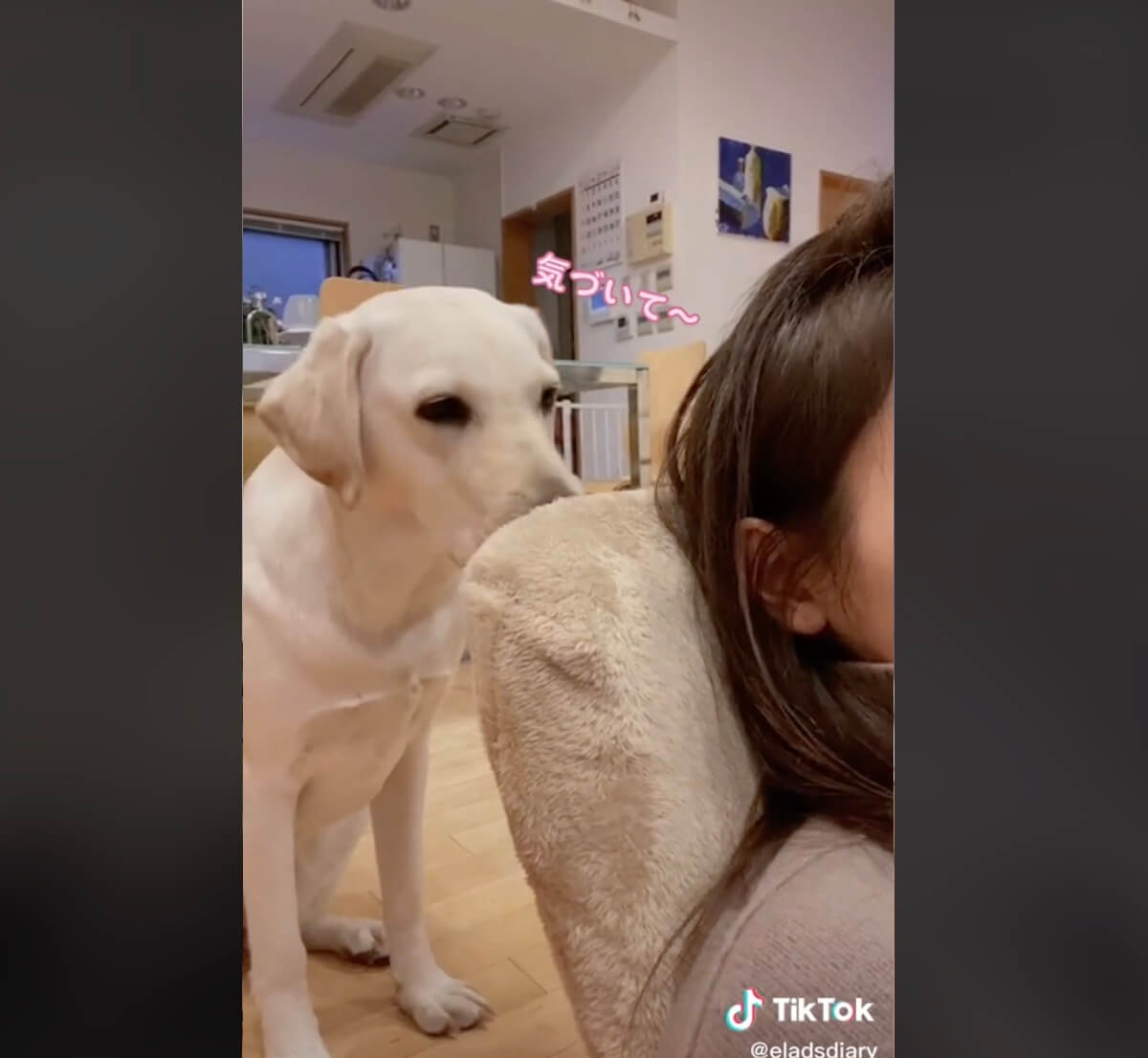 ラブラドールレトリーバー,動画