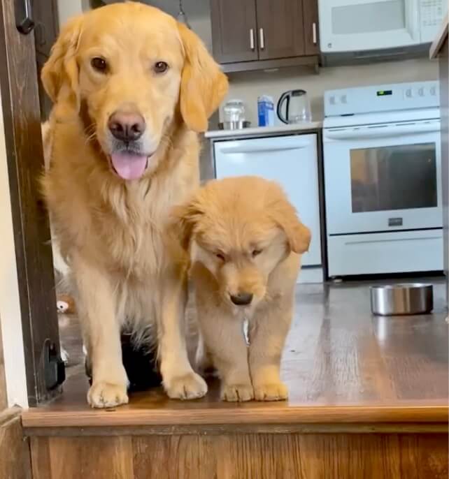 ゴールデンレトリーバー,動画