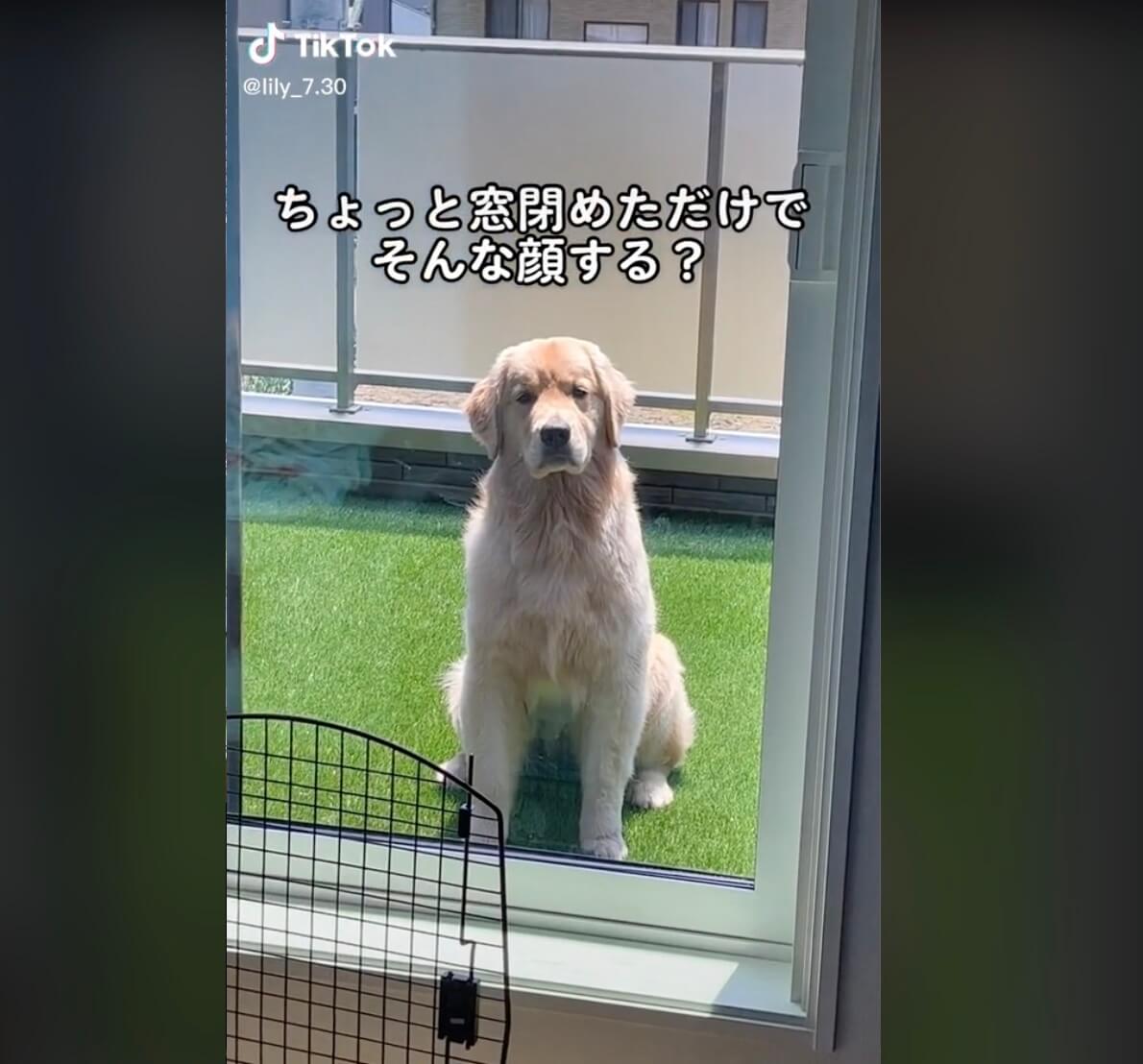 ゴールデンレトリーバー,動画