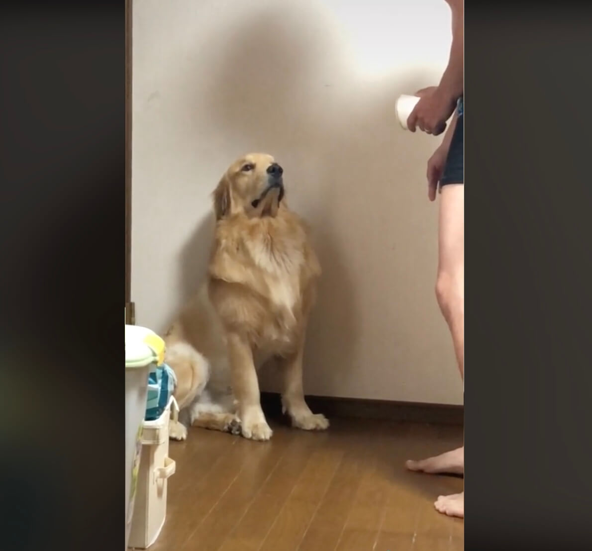 ゴールデンレトリーバー,動画