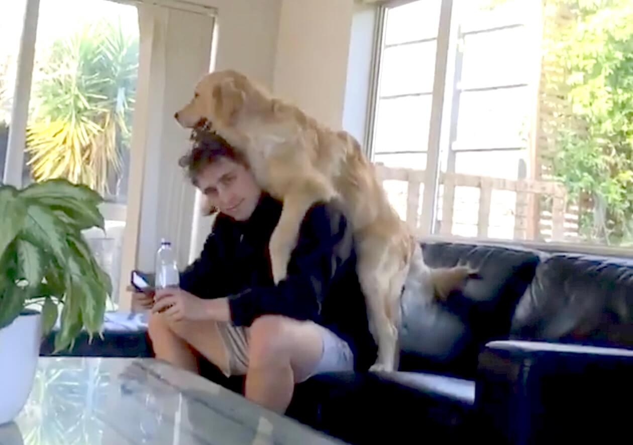 ゴールデンレトリーバー,動画