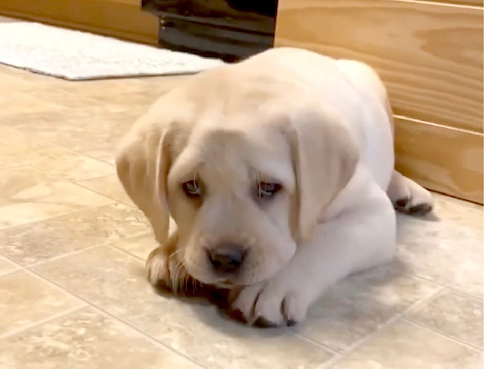 ラブラドールレトリーバー,動画