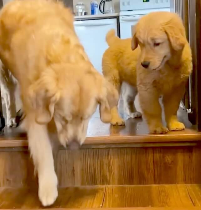 ゴールデンレトリーバー,動画