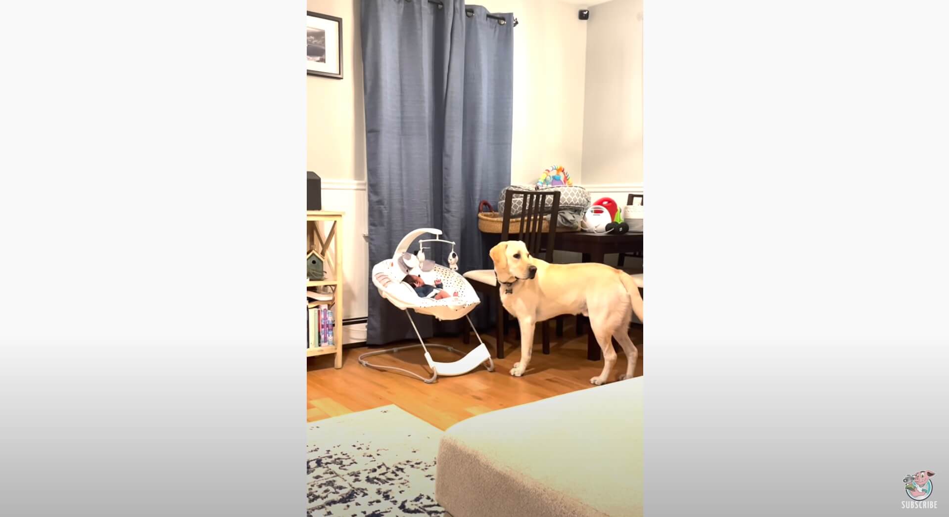 ラブラドールレトリーバー,動画