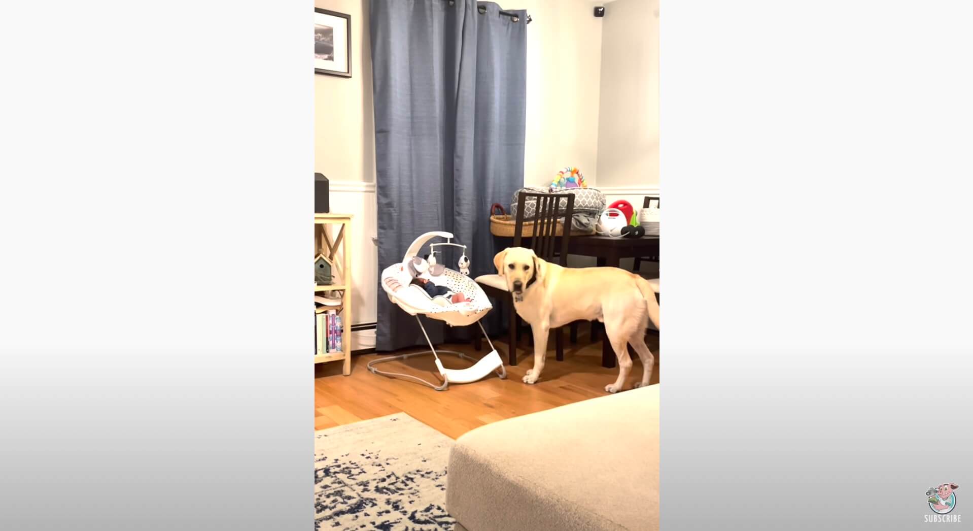 ラブラドールレトリーバー,動画