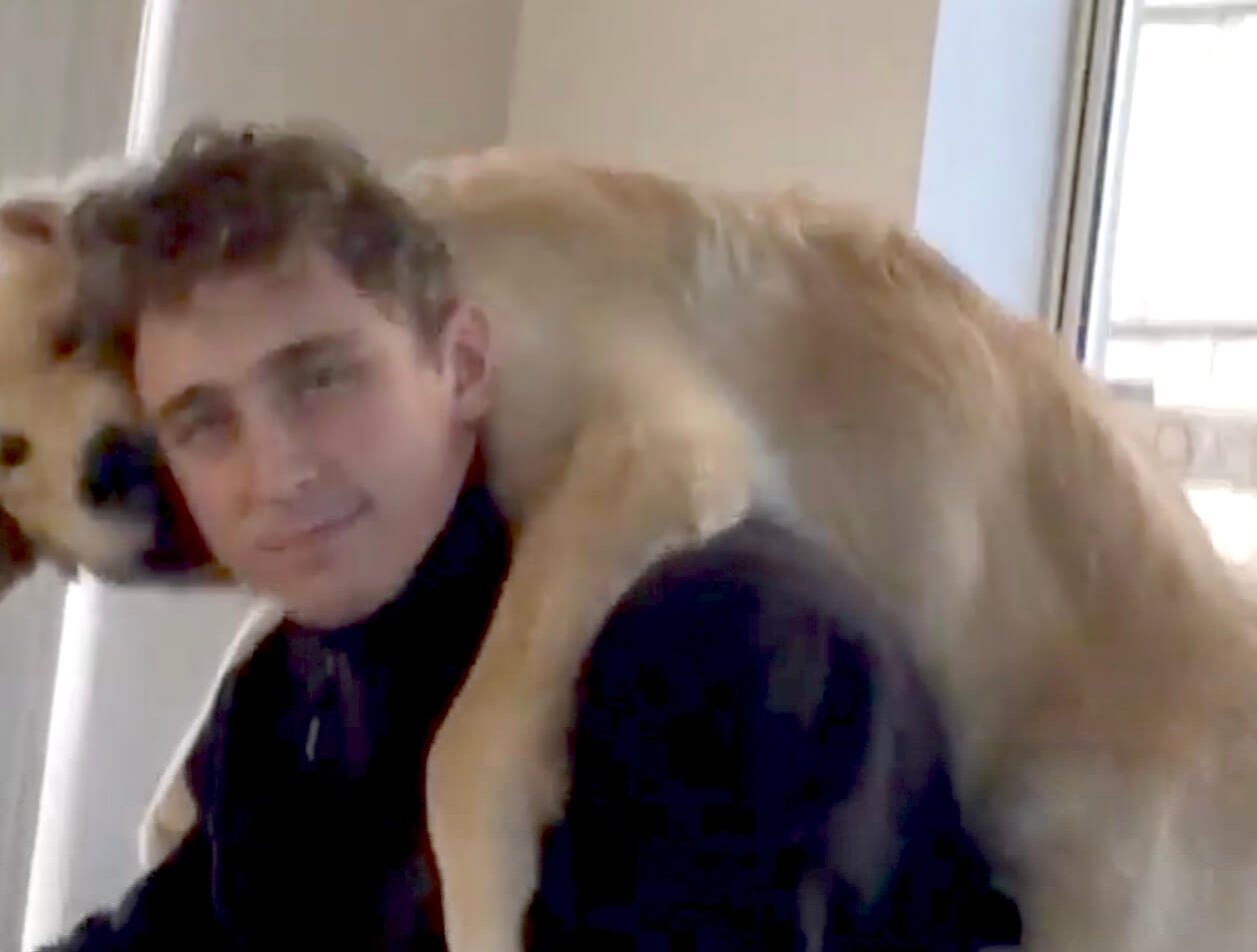 ゴールデンレトリーバー,動画